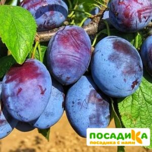 Слива Чачакская ранняя купить по цене от 229.00р. в интернет-магазине «Посадика» с доставкой почтой в в Соколе и по всей России – [изображение №1].