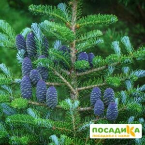 Пихта корейская (Abies koreana) купить по цене от 450.00р. в интернет-магазине «Посадика» с доставкой почтой в в Соколе и по всей России – [изображение №1].