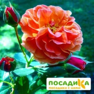 Роза Арабия купить по цене от 350.00р. в интернет-магазине «Посадика» с доставкой почтой в в Соколе и по всей России – [изображение №1].