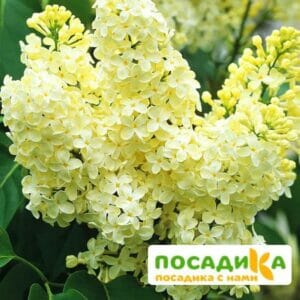 Сирень Примроуз (Primrose) купить по цене от 529.00р. в интернет-магазине «Посадика» с доставкой почтой в в Соколе и по всей России – [изображение №1].