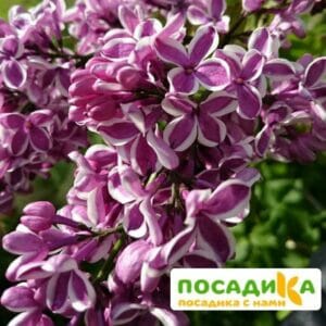 Сирень Сенсация купить по цене от 529.00р. в интернет-магазине «Посадика» с доставкой почтой в в Соколе и по всей России – [изображение №1].