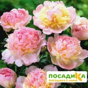 Пион Распберри Сандей (Paeonia Raspberry Sundae) купить по цене от 959р. в интернет-магазине «Посадика» с доставкой почтой в в Соколе и по всей России – [изображение №1].