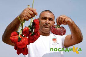Клубника Гигант Джорнея купить по цене от 266р. в интернет-магазине «Посадика» с доставкой почтой в в Соколе и по всей России – [изображение №1].