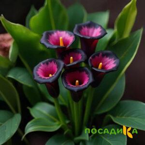 Калла Аура Лейс купить по цене от 400р. в интернет-магазине «Посадика» с доставкой почтой в в Соколе и по всей России – [изображение №1].