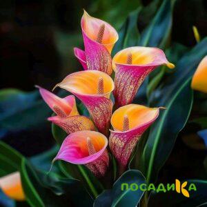Калла Оникс купить по цене от 450р. в интернет-магазине «Посадика» с доставкой почтой в в Соколе и по всей России – [изображение №1].