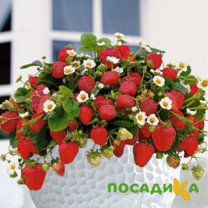 Клубника Рубиновый Шепот (горшечная) купить по цене от 240р. в интернет-магазине «Посадика» с доставкой почтой в в Соколе и по всей России – [изображение №1].