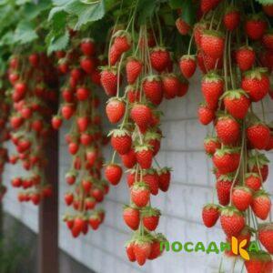 Клубника вьющаяся Комплимент купить по цене от 470р. в интернет-магазине «Посадика» с доставкой почтой в в Соколе и по всей России – [изображение №1].
