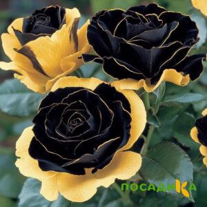 Роза Ханни Сикл купить по цене от 700р. в интернет-магазине «Посадика» с доставкой почтой в в Соколе и по всей России – [изображение №1].