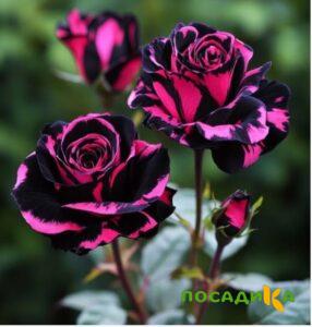 Роза Багровый Шепот купить по цене от 366р. в интернет-магазине «Посадика» с доставкой почтой в в Соколе и по всей России – [изображение №1].