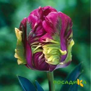 Тюльпан Экзотик Хэвен купить по цене от 186р. в интернет-магазине «Посадика» с доставкой почтой в в Соколе и по всей России – [изображение №1].