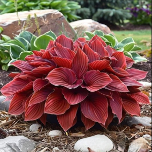 Хоста Малыш Шедевр купить по цене от 421р. в интернет-магазине «Посадика» с доставкой почтой в в Соколе и по всей России – [изображение №1].